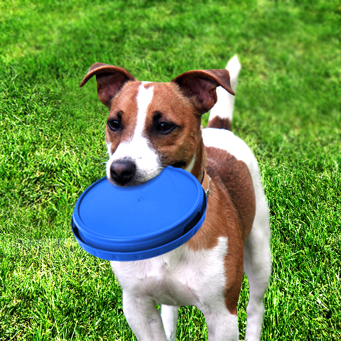 Blue Bowl & Plate Set for Pups!