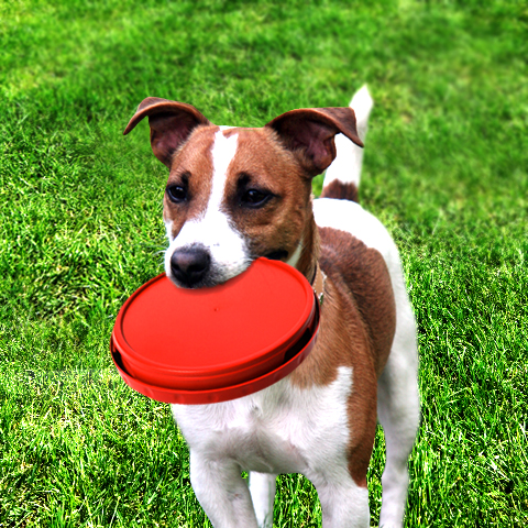 Red Bowl & Plate Set for Pups!